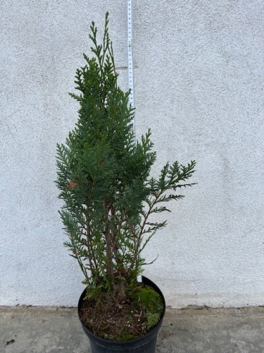 Chamaecyparis lawsoniana 'Alumii' Chamaecyparis lawsoniana 'Alumii'
